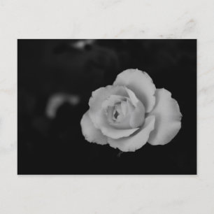 Vit liten ro-blommar på svart bakgrund vykort
