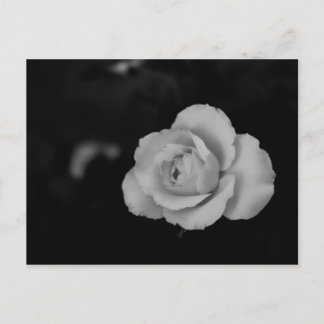 Vit liten ro-blommar på svart bakgrund vykort