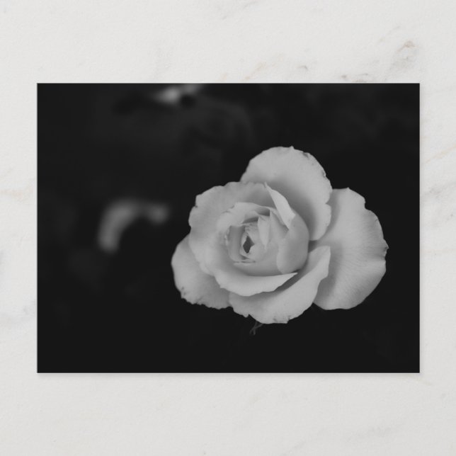 Vit liten ro-blommar på svart bakgrund vykort (Framsida)