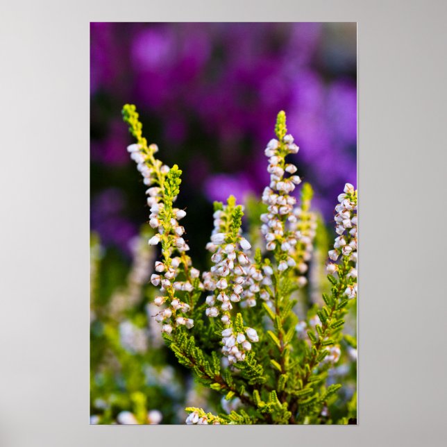 Vit ljungblomma Affisch (Framsidan)