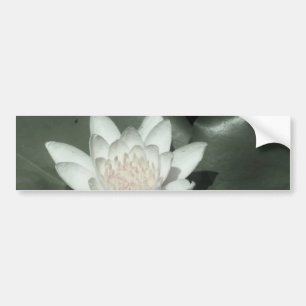vit ljus rosa lotus vatten lilja bildekal