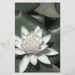vit ljus rosa lotus vatten lilja brevpapper