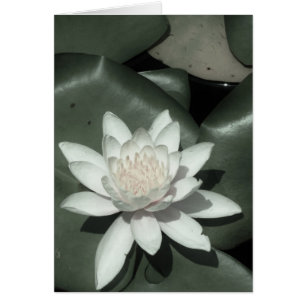 vit ljus rosa lotus vatten lilja hälsningskort