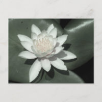 vit ljus rosa lotus vatten lilja