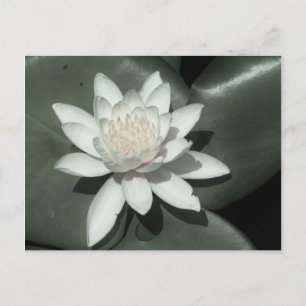 vit ljus rosa lotus vatten lilja vykort