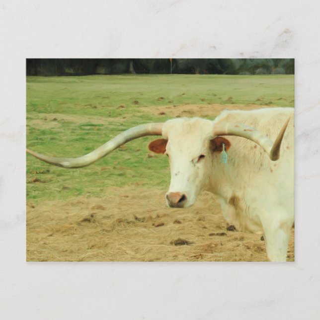 Vit Longhorn Vykort (Framsida)