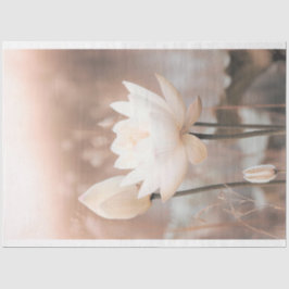 Vit lotus, rosapink, Pampasgräs, dimmig sjö