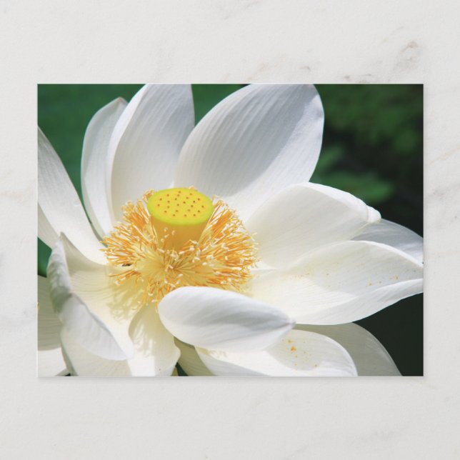 Vit Lotus Vykort (Framsida)