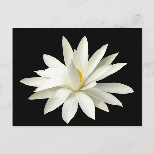 Vit lotus vykort (Framsida)