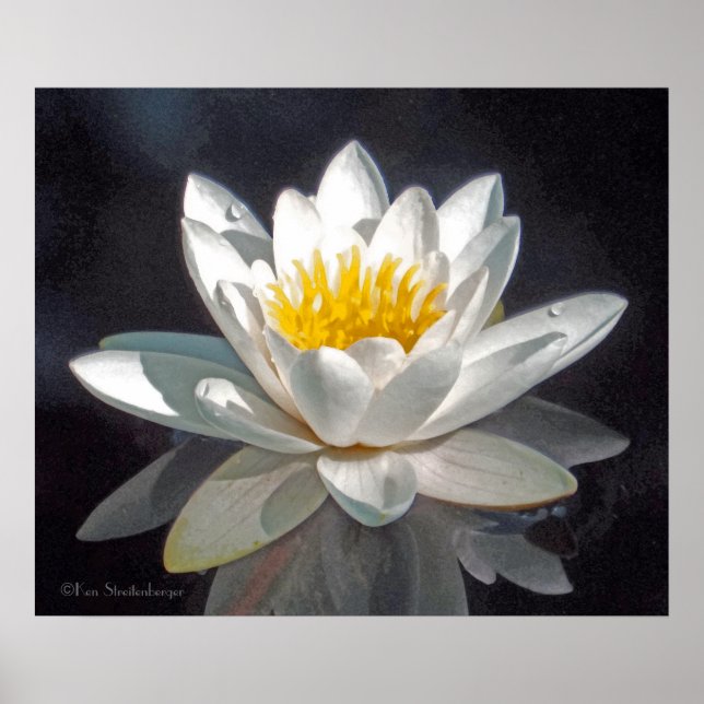 VIT LOTUSBLOMMA OCH REFLEKTION POSTER (Framsidan)