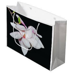 Vit Magnolia