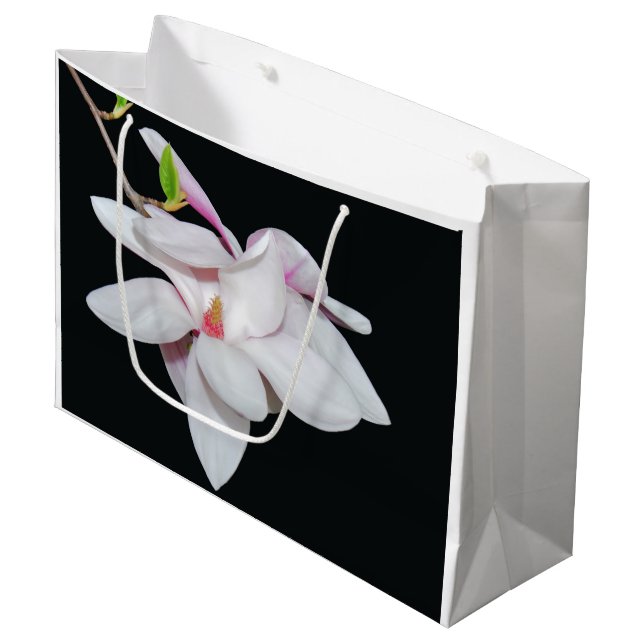 Vit Magnolia (Framsidan Vinklad)