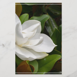 Vit Magnolia