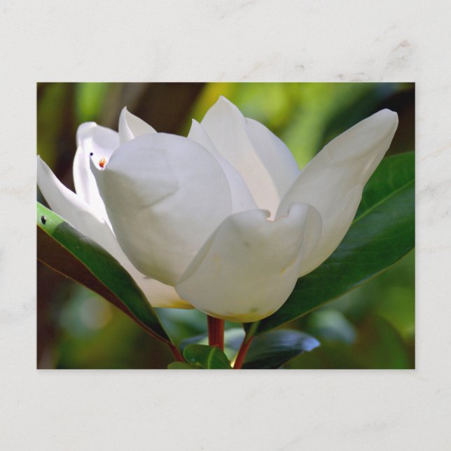 Vit Magnolia-blomma blommar Vykort (Framsida)