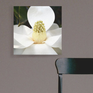 Vit Magnolia-Blommar - fotografiskt botaniskt Canvastryck