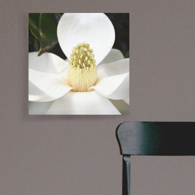 Vit Magnolia-Blommar - fotografiskt botaniskt Canvastryck (Skapare uppladdad)