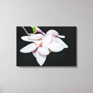 Vit Magnolia Canvastryck