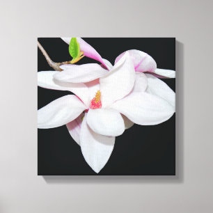 Vit Magnolia Canvastryck