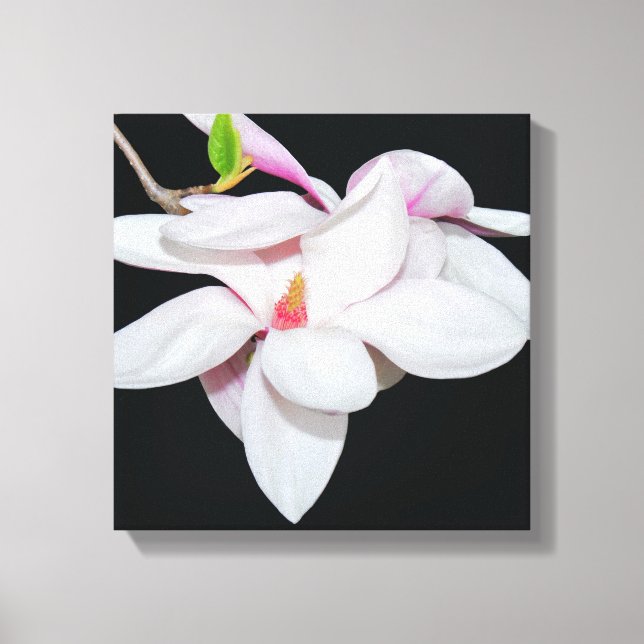 Vit Magnolia Canvastryck (Framsida)