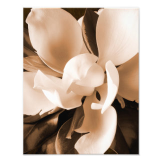 Vit Magnolia Flower Black-bakgrund Fototryck