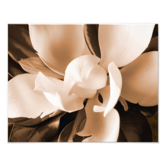 Vit Magnolia Flower Black-bakgrund Fototryck