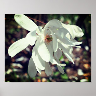 Vit Magnolia Flower Blommar Close Up Poster