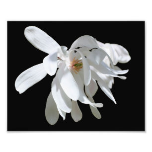 Vit Magnolia Flower-Blommar, slut 8 x 10 Fototryck