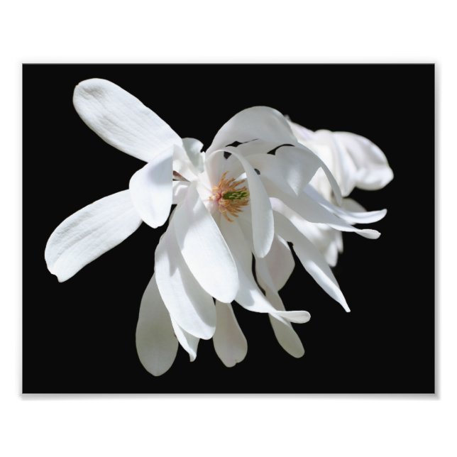 Vit Magnolia Flower-Blommar, slut 8 x 10 Fototryck (Framsidan)