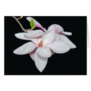 Vit Magnolia Hälsningskort