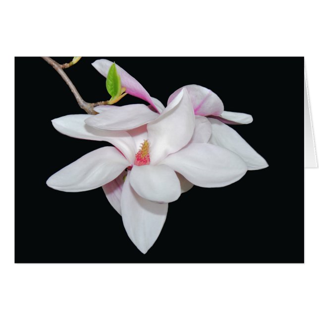 Vit Magnolia Hälsningskort (Framsidan Horizontal)