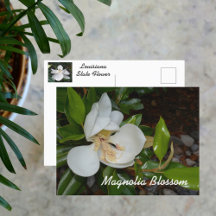 Vit Magnolia Louisiana Statblomma Fotografisk