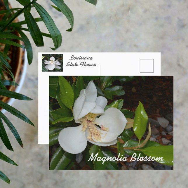 Vit Magnolia Louisiana Statblomma Fotografisk Vykort (Skapare uppladdad)