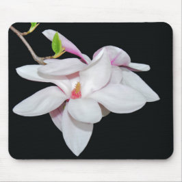 Vit Magnolia Musmatta