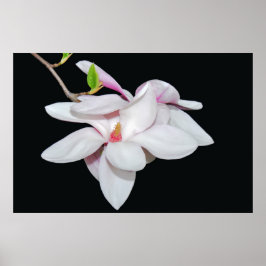 Vit Magnolia Poster