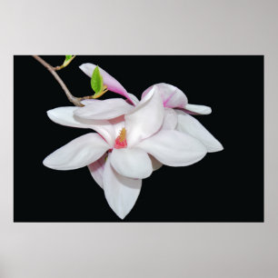 Vit Magnolia Poster