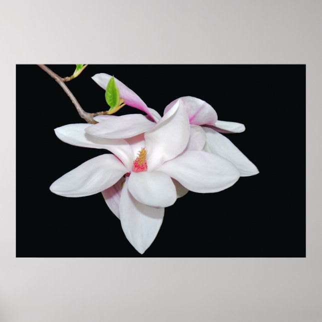 Vit Magnolia Poster (Framsidan)