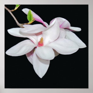 Vit Magnolia Poster
