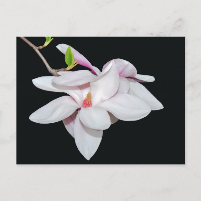 Vit Magnolia Vykort (Framsida)