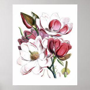 Vit Magnolias Flower Vintage Gamle Illustration Poster