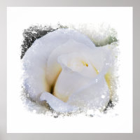 *~* Vit Makro Ros Blommig Konstnärlig AR8 Tryck