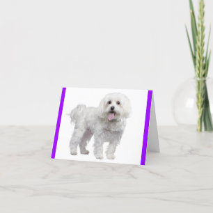 Vit maltesisk marionett Hund: Hej, miss You, Kärle Tack Kort