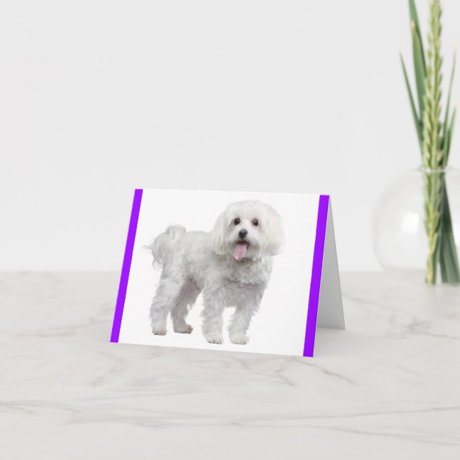 Vit maltesisk marionett Hund: Hej, miss You, Kärle Tack Kort (Framsida)