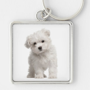 Vit (maltesisk) maritim (Puppy Hund) Anpassningsba Fyrkantig Silverfärgad Nyckelring