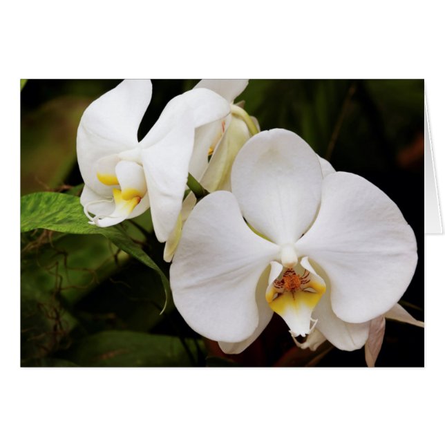Vit Måne-orkidé (Phalaenopsis Aphrodite) Hälsningskort (Framsidan Horizontal)
