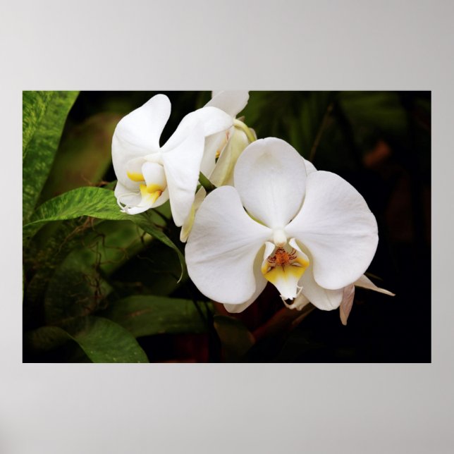 Vit Måne-orkidé (Phalaenopsis Aphrodite) Poster (Framsidan)