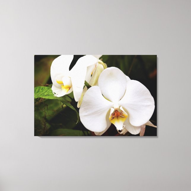 Vit månorkidé (Phalaenopsis Aphrodite) Canvastryck (Framsida)
