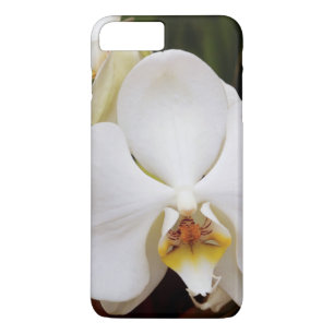 Vit månorkidé (Phalaenopsis Aphrodite)