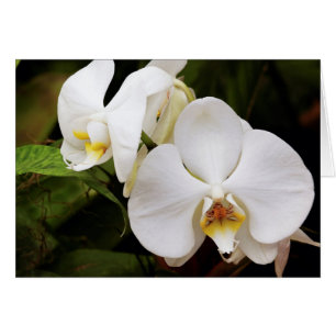 Vit månorkidé (Phalaenopsis Aphrodite) Hälsningskort