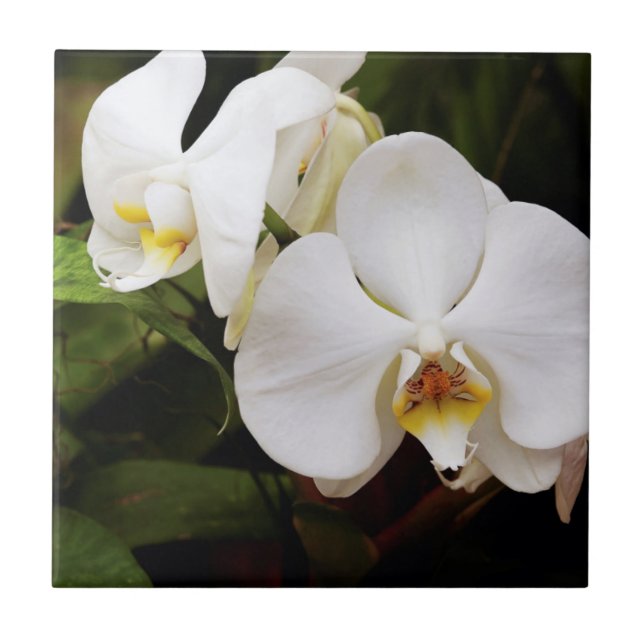 Vit månorkidé (Phalaenopsis Aphrodite) Kakelplatta (Framsidan)