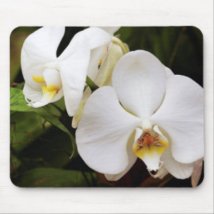 Vit månorkidé (Phalaenopsis Aphrodite) Musmatta